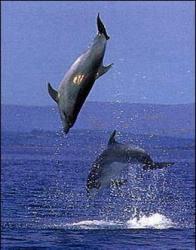 Dolphins in the bay of Altatore.