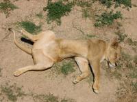 lazy lioness