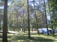 Trees on the Camping Du Bas-Meygnaud! A very green, very fine camping.