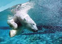 A polar bear diving in the Aquarium of Quebec